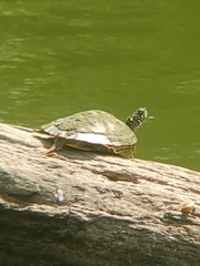 Pseudemys concinna concinna