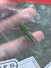 Hesperotettix viridis