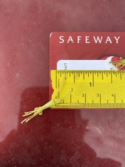 Stanleya viridiflora