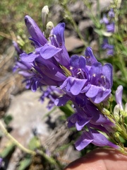 Penstemon venustus