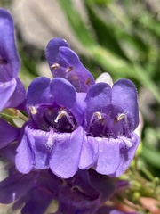 Penstemon venustus