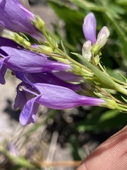 Penstemon venustus