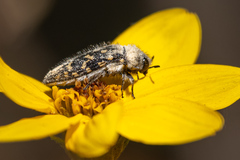 Acmaeodera bacchariphaga