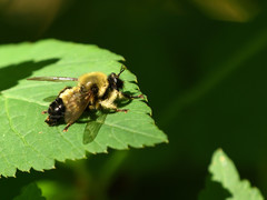 Laphria sacrator