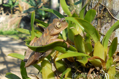 Bokermannohyla hylax