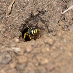 Aphilanthops frigidus