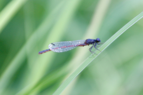 Western Red Damsel photo 5