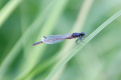 Amphiagrion