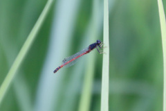 Amphiagrion