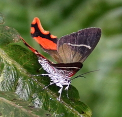 Erateina cometaris