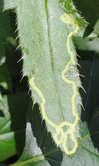 Phytomyza spinaciae