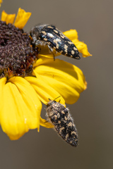 Acmaeodera bacchariphaga