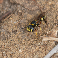Philanthus gibbosus