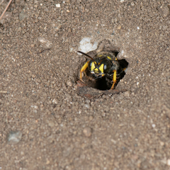 Cerceris atramontensis