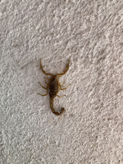 Jaguajir rochae
