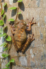 Bokermannohyla hylax