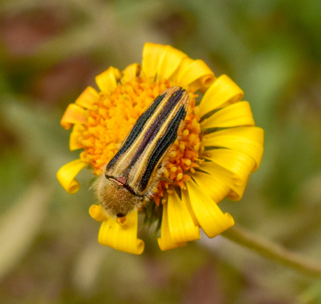 Lasionota bivittata