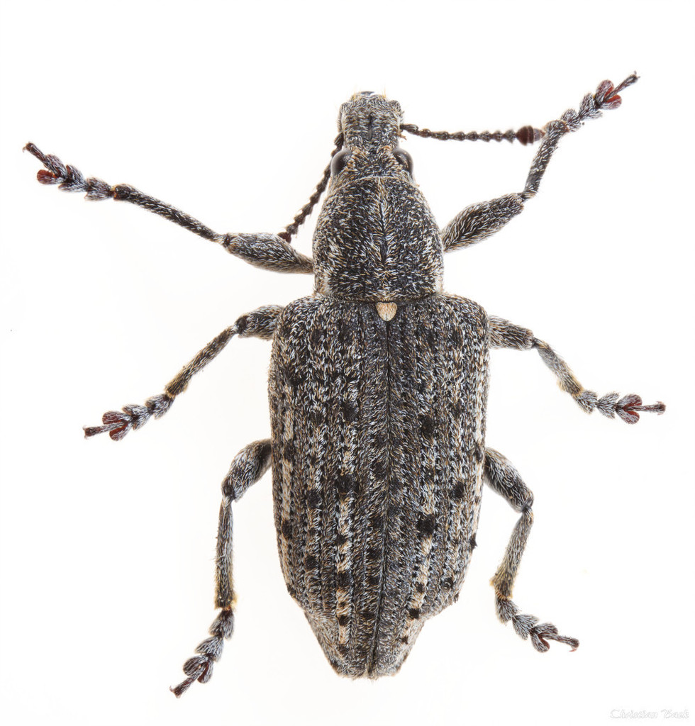 New York Weevil