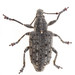 New York Weevil - Photo (c) Christian Back, some rights reserved (CC BY-NC), uploaded by Christian Back