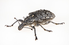 Ithycerus noveboracensis