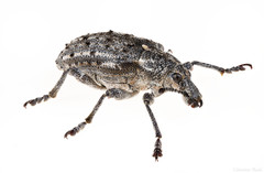 Ithycerus noveboracensis