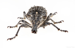 Ithycerus noveboracensis