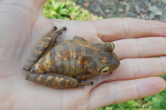 Bokermannohyla hylax