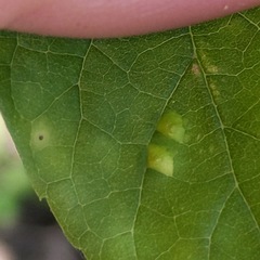 Pachypsylla celtidisvesicula