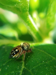 Phidippus