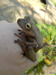 Bokermannohyla hylax