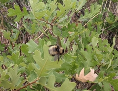 Bombus fervidus