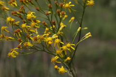 Senecio inornatus
