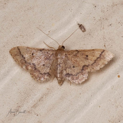Idaea celtima