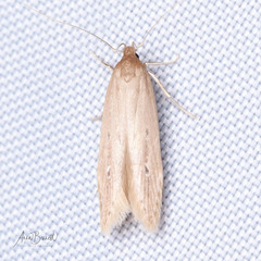 Limnaecia phragmitella