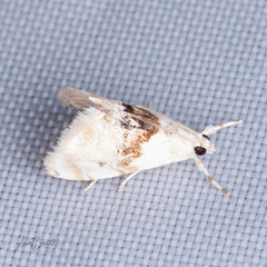 Lipocosma septa