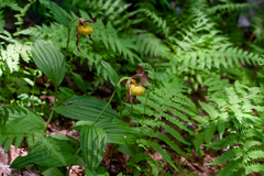 Cypripedium parviflorum pubescens