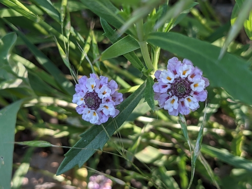 Image of Phyla cuneifolia by (c) Alaina Krakowiak, some rights reserved (CC BY)