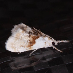 Lipocosma septa