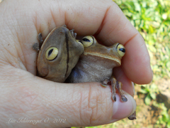 Bokermannohyla hylax