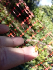 Anastrepha fraterculus