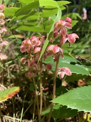 Pyrola aphylla