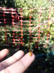 Anastrepha fraterculus