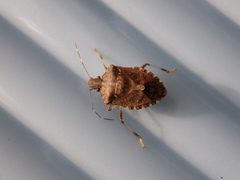 Halyomorpha picus