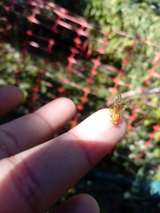 Anastrepha fraterculus