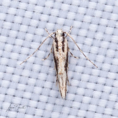 Melanocinclis lineigera