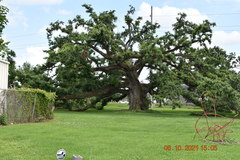 Quercus virginiana