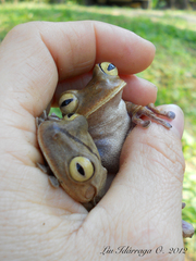 Bokermannohyla hylax