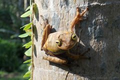 Bokermannohyla hylax