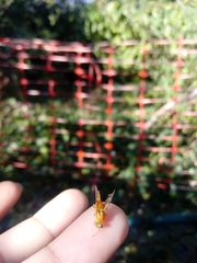 Anastrepha fraterculus