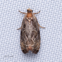 Olethreutes permundana
